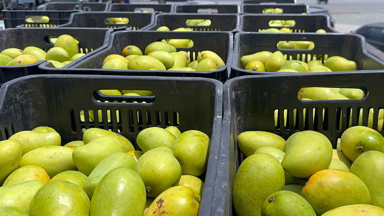 MEX7679. TAPACHULA (MÉXICO), 26/03/2025.- Fotografía de una cosecha de mangos este miércoles, en la ciudad de Tapachula, en Chiapas (México). Productores de mango de la frontera sur de México, el país que más exporta esta fruta, anunciaron este miércoles un paro por el desplome de precios que pagan las empacadoras e intermediarios ante la saturación del mercado nacional por las amenazas de aranceles de Estados Unidos. EFE/Juan Manuel Blanco