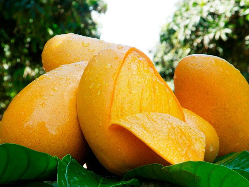 Mango Ataulfo