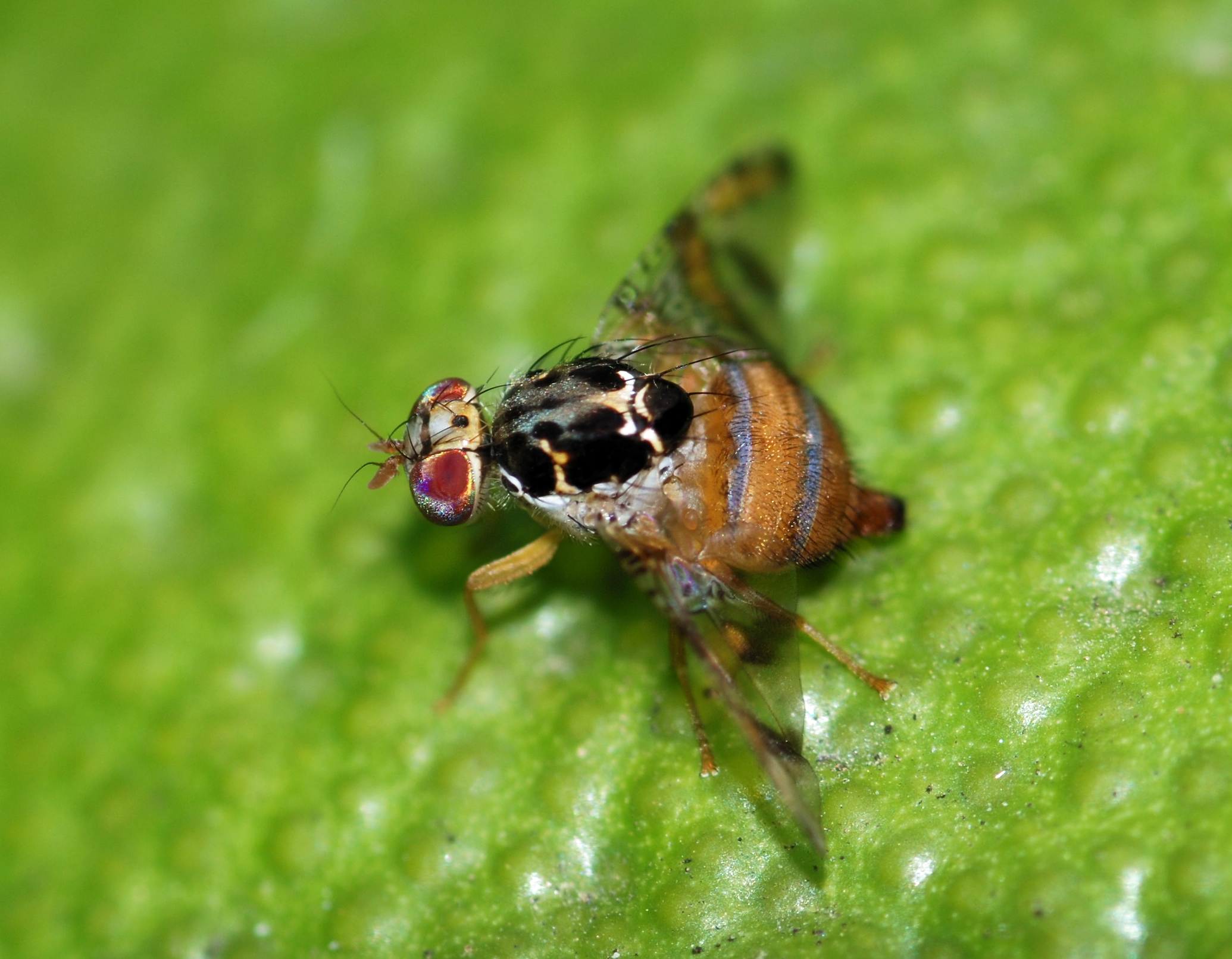 mosca